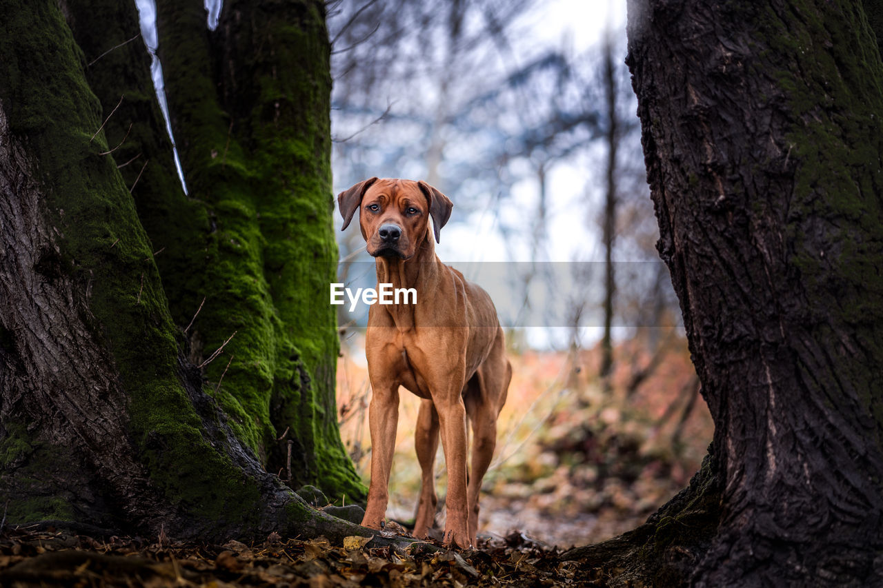 Dog standing by tree trunk in forest