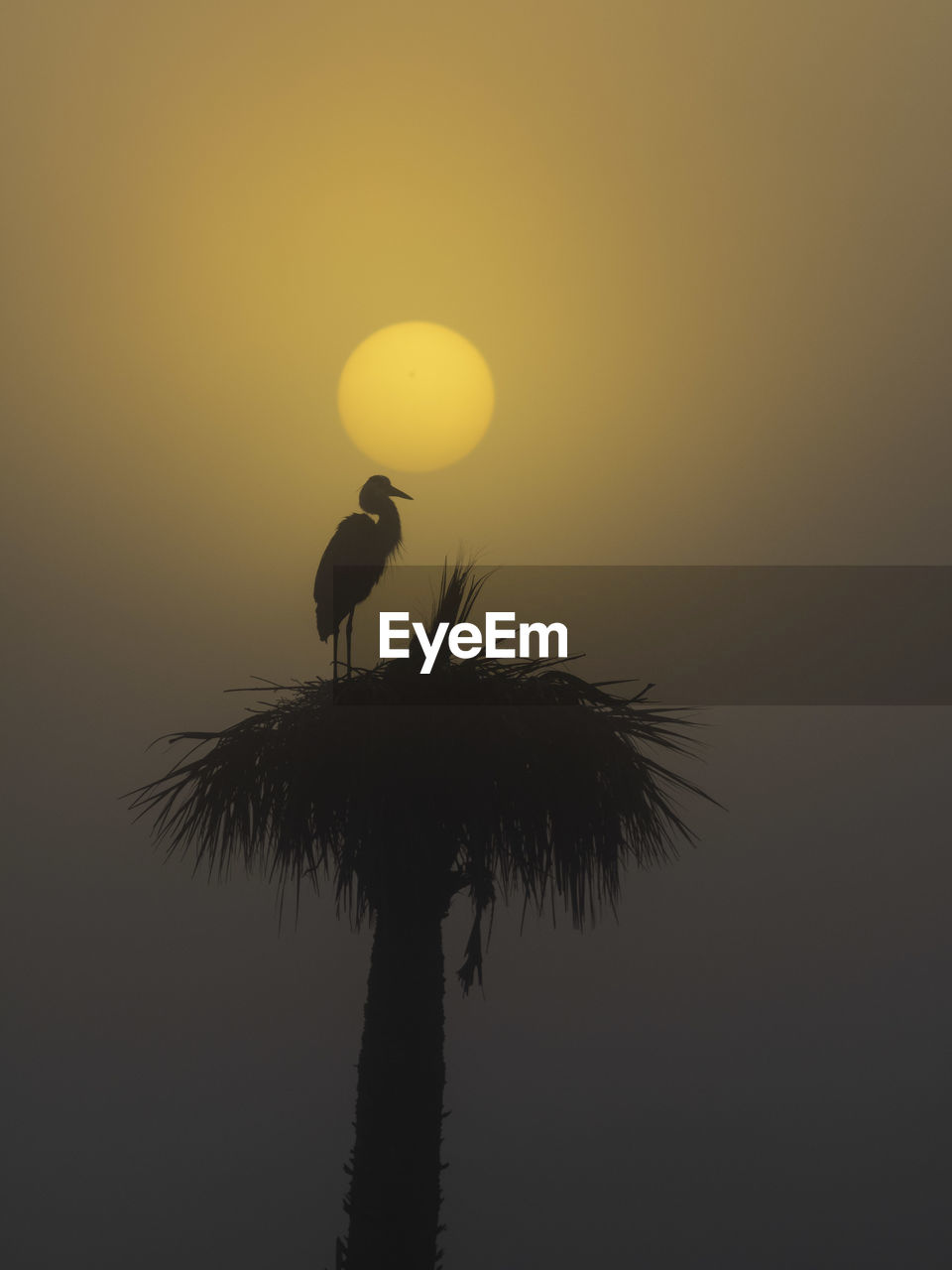 Side view of a silhouette bird against sunset