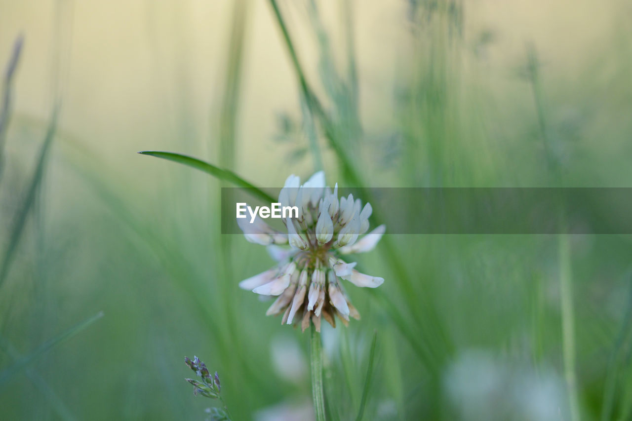 Close-up of white flowering plant