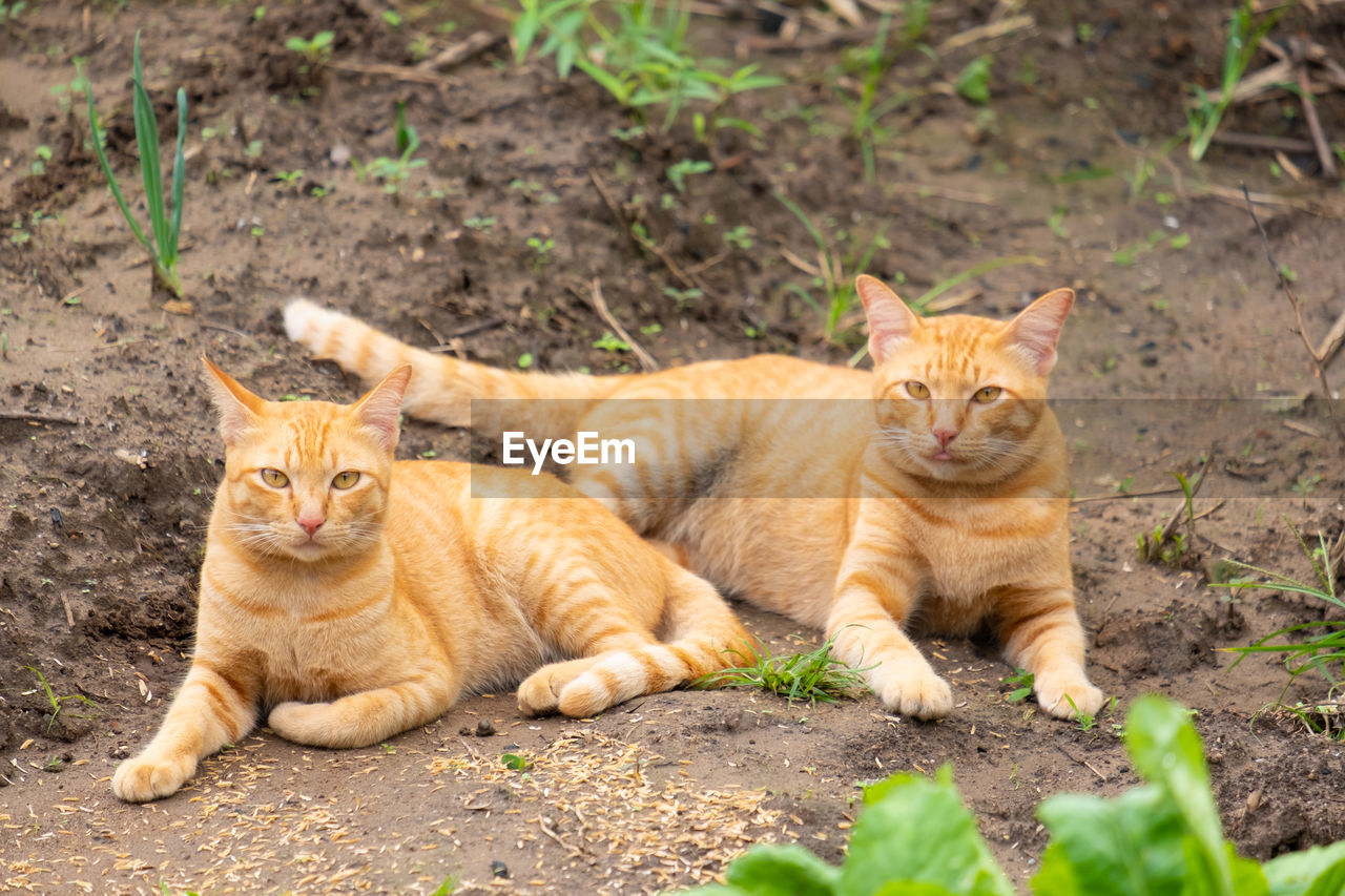 PORTRAIT OF CATS LYING ON LAND