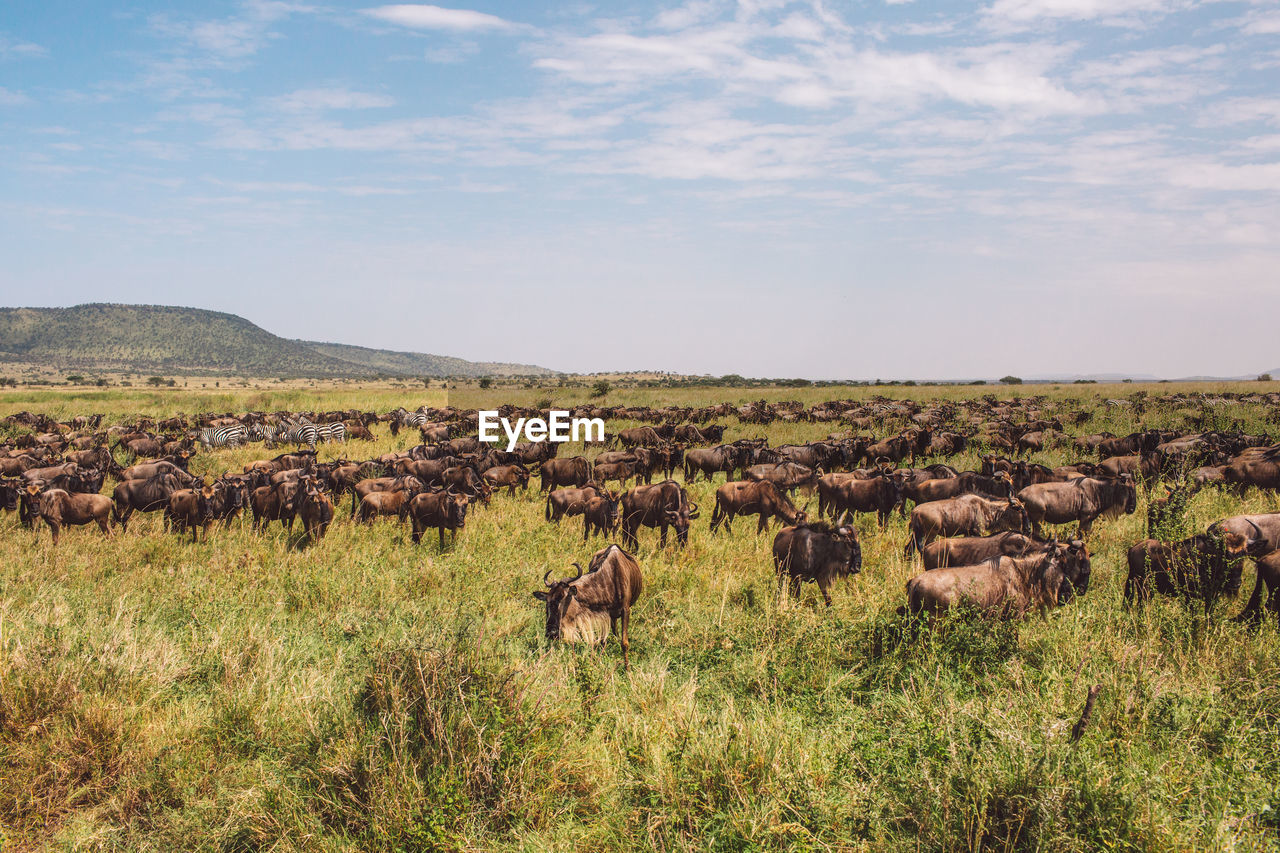 Zebras and wildebeest standing on field