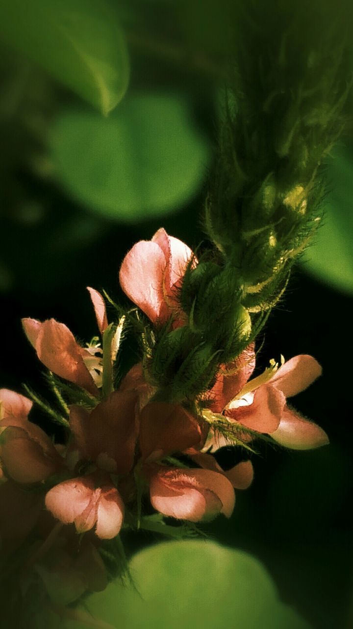 CLOSE-UP OF FLOWERS BLOOMING IN PARK