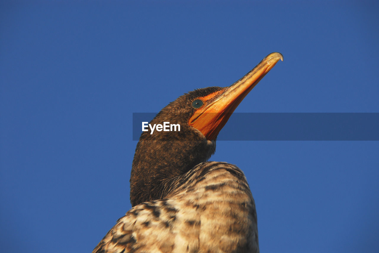 CLOSE-UP OF A BIRD