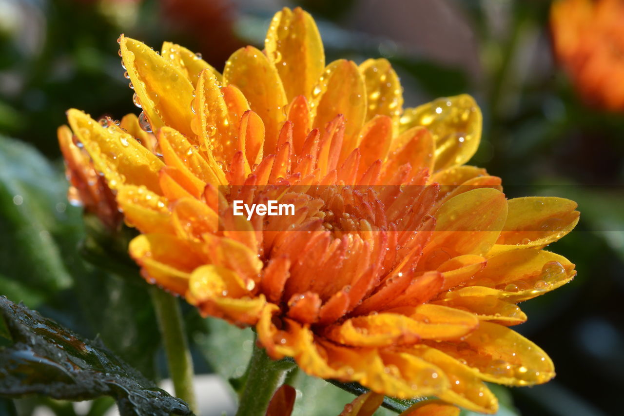 Close-up of wet yellow flower