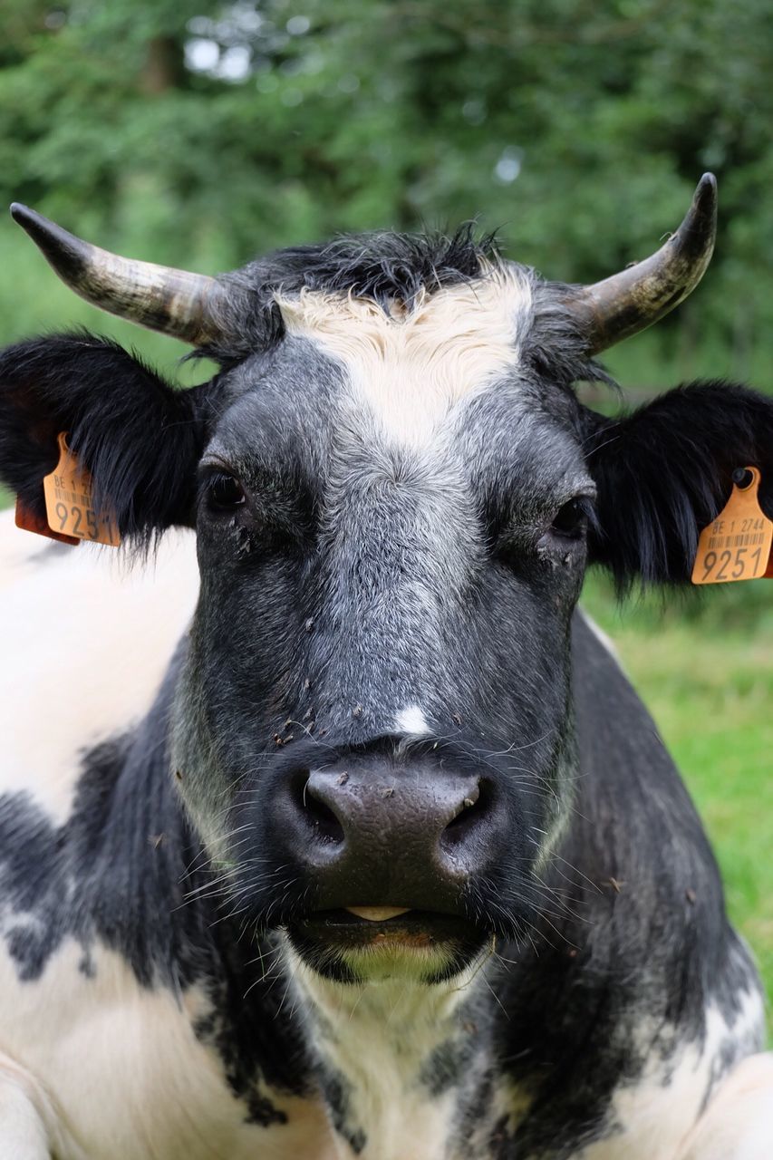 Portrait of cow standing on field