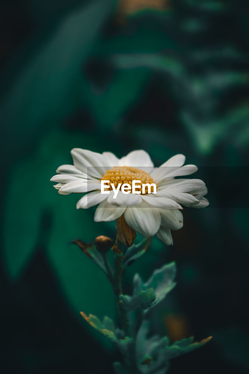 CLOSE-UP OF WHITE FLOWER AGAINST BLURRED BACKGROUND