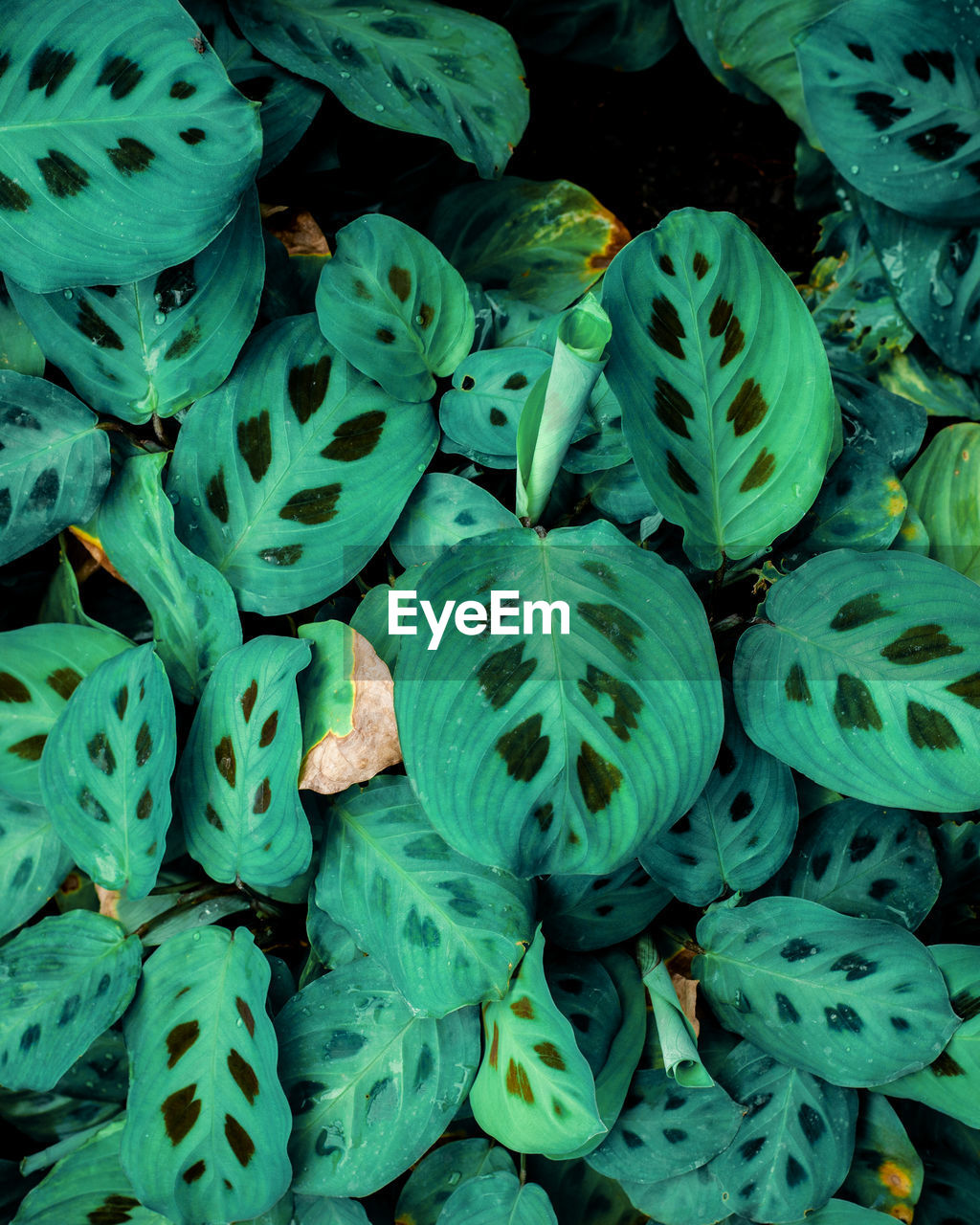 Closeup nature view of green leaf background and dark tone