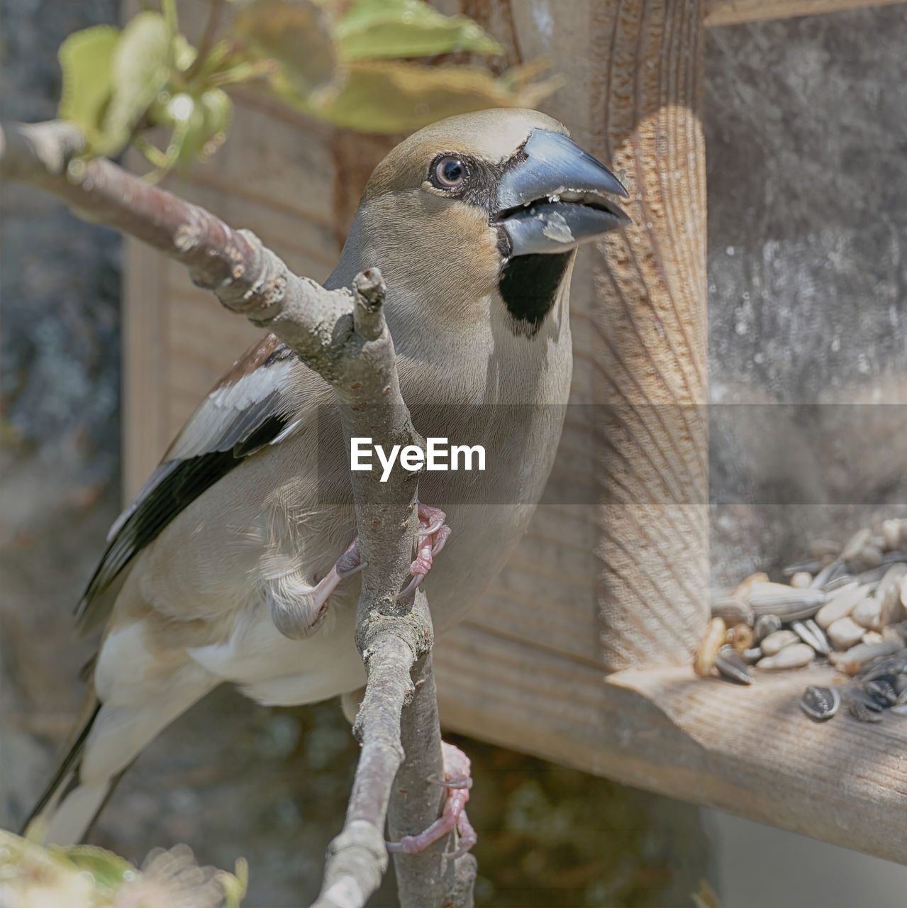 Close-up of bird perching on tree