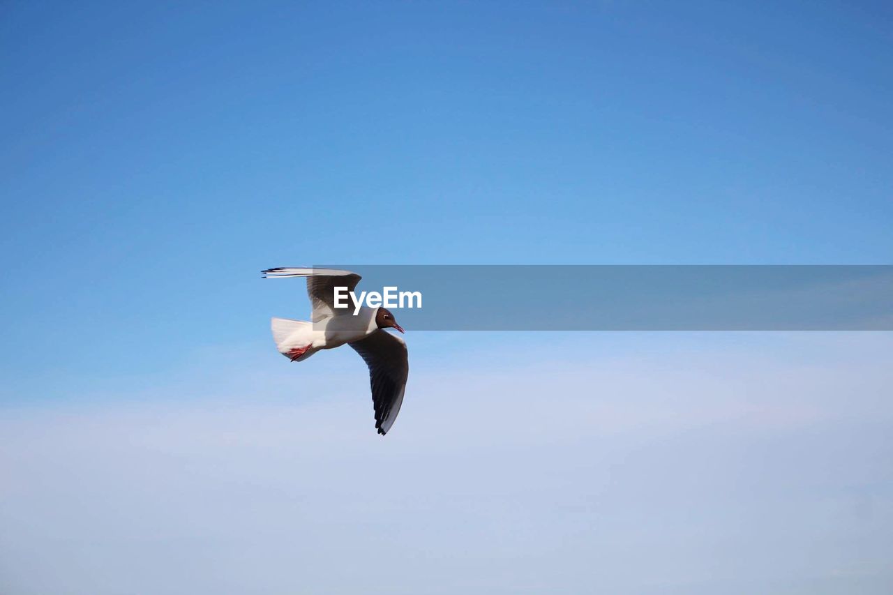 LOW ANGLE VIEW OF BIRD FLYING IN SKY