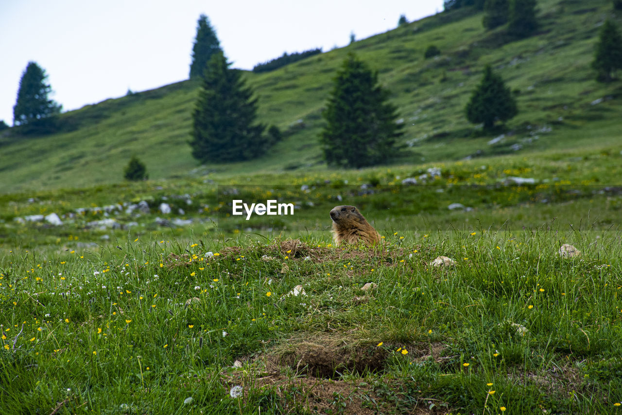 View of marmot on field