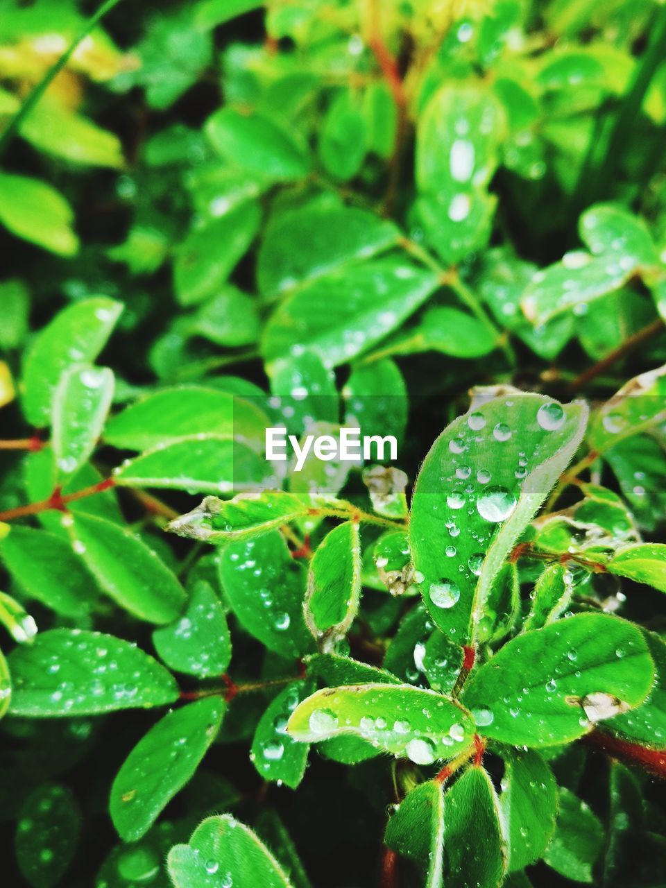 CLOSE-UP OF RAINDROPS ON GREEN LEAVES