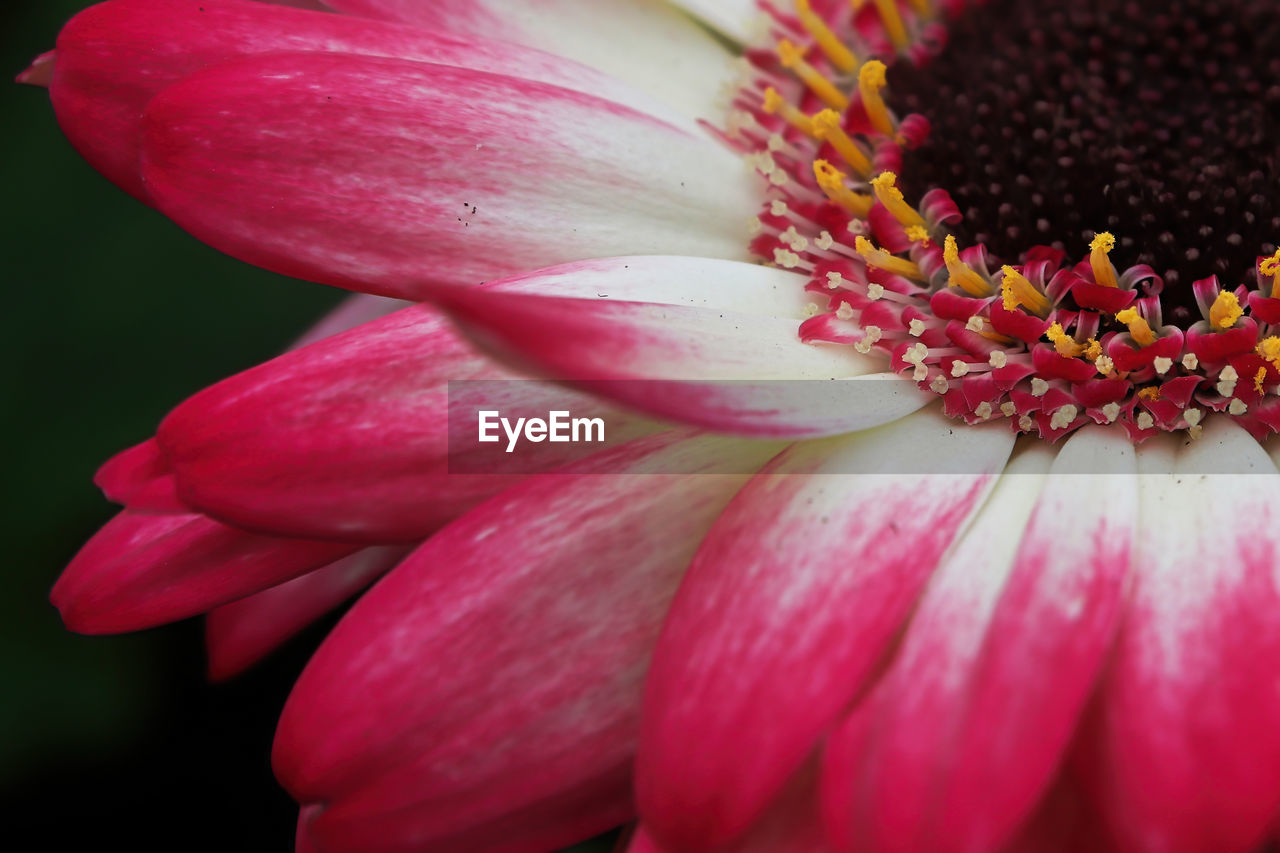 Macro of a pink gerbera upper right hand corner.