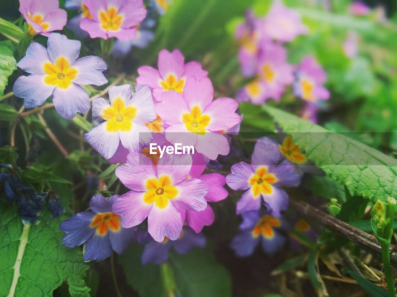 Close-up of purple flowers