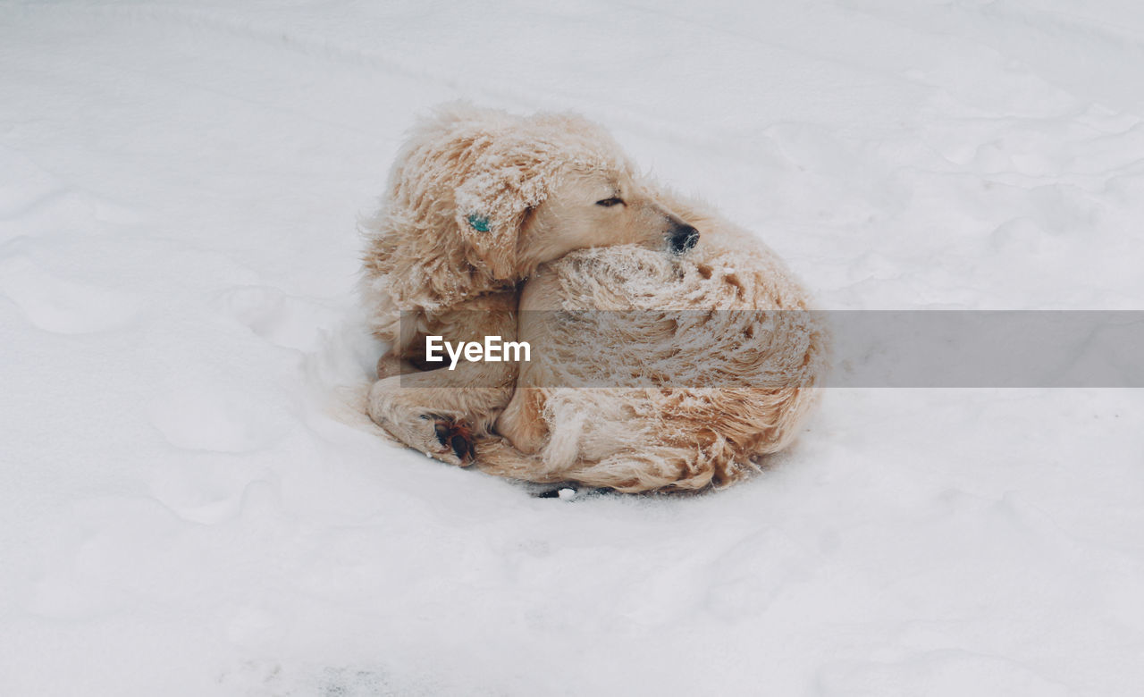 Dog on snow