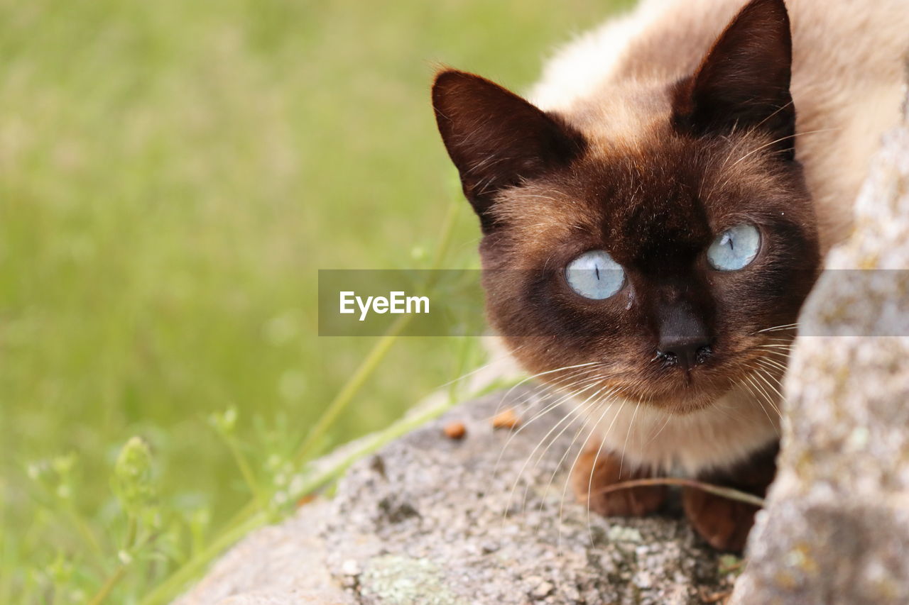 Close-up portrait of a cat