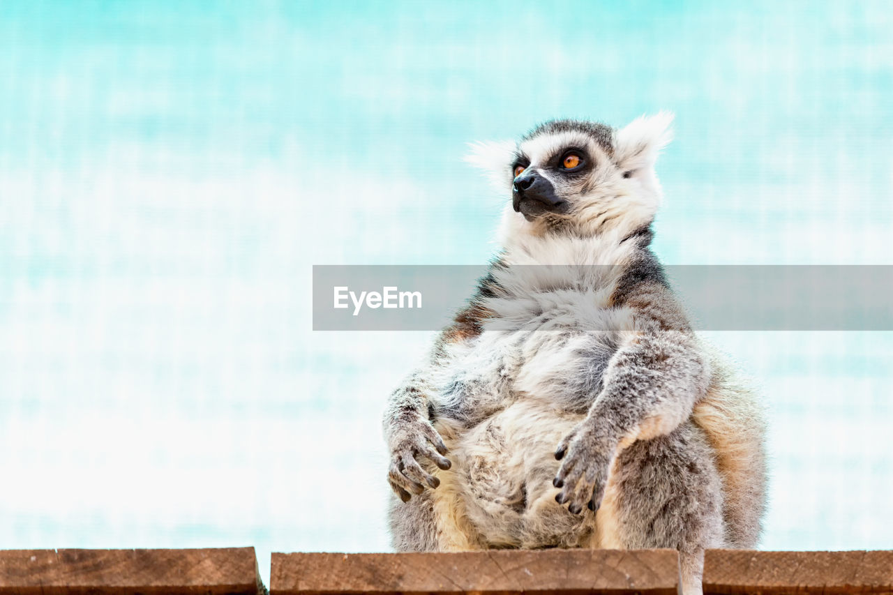 Low angle view of lemur