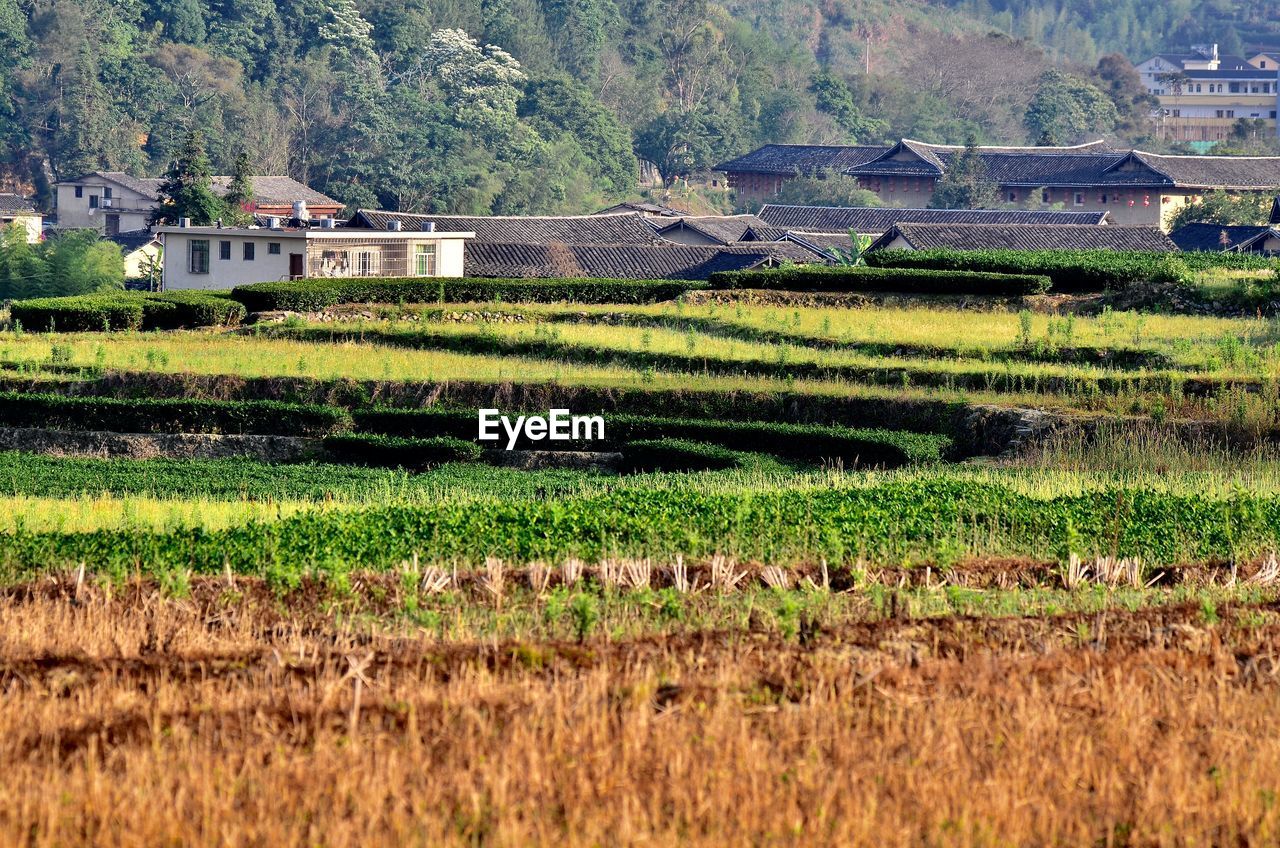 Scenic view of field against trees and plants