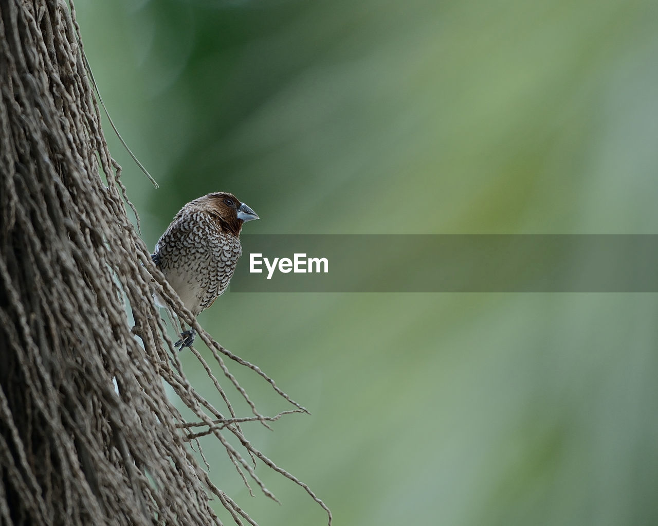 Low angle view of bird perching on tree