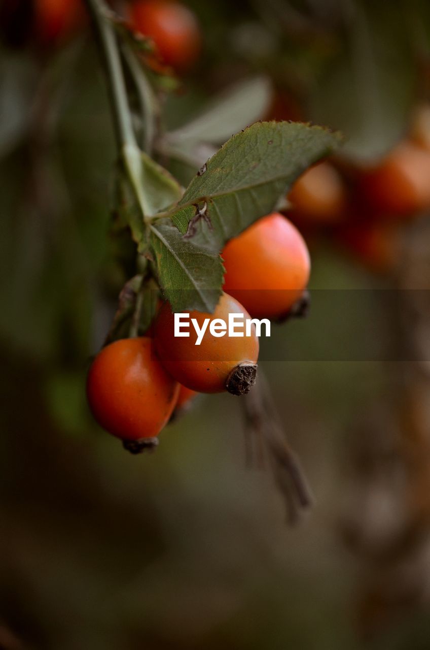 close-up of tomato