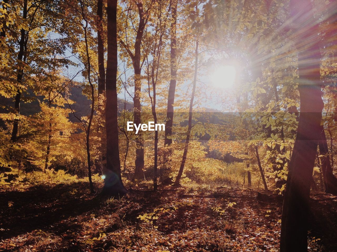 SUNLIGHT STREAMING THROUGH TREES IN FOREST DURING AUTUMN