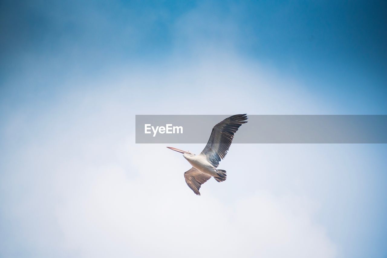 LOW ANGLE VIEW OF A BIRD FLYING AGAINST SKY