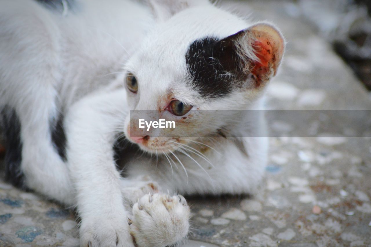 Close-up of a cat looking away