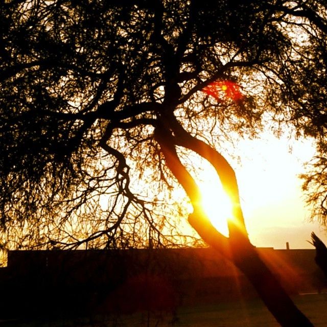 SUN SHINING THROUGH TREES AT SUNSET