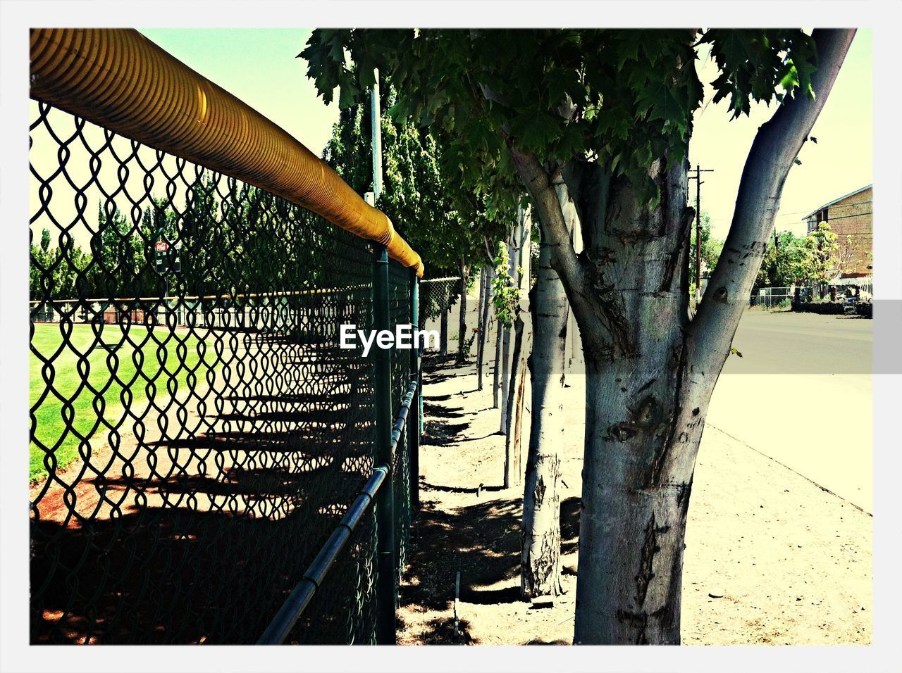 Trees on sidewalk by chainlink fence