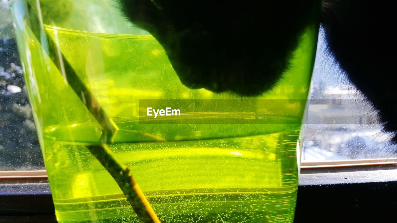 CLOSE-UP OF GREEN BY WINDOW AGAINST SKY