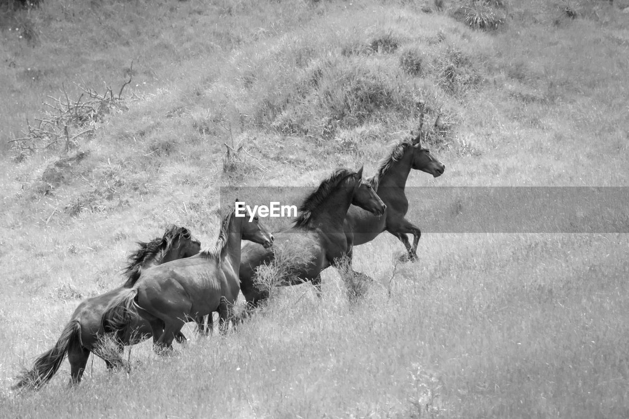 HORSES ON THE FIELD