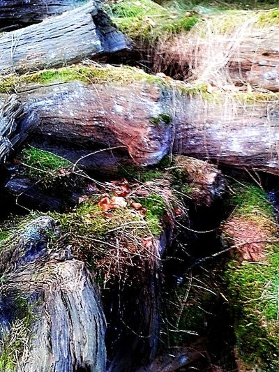 MOSS GROWING ON TREE TRUNK IN FOREST