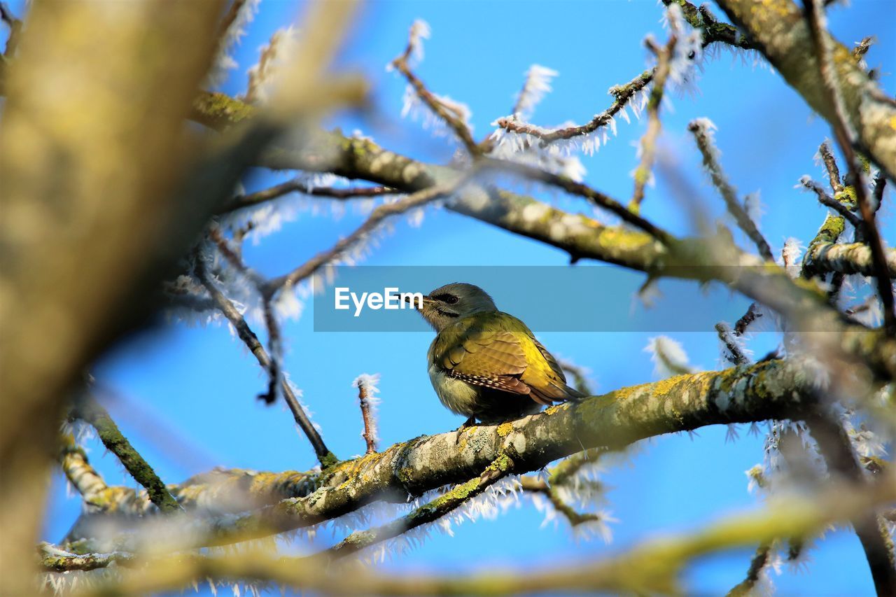 animal wildlife, animal, nature, animal themes, tree, wildlife, bird, branch, perching, plant, one animal, no people, low angle view, blue, selective focus, outdoors, sky, flower, beauty in nature, day, clear sky