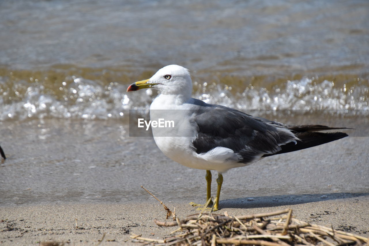 Seagull on beach