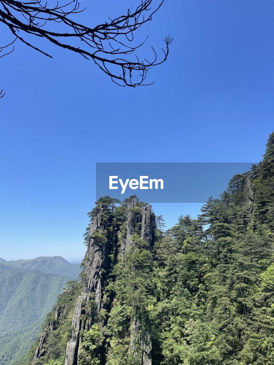 LOW ANGLE VIEW OF TREES AGAINST CLEAR SKY