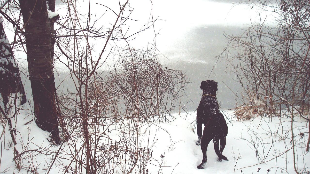 Dog standing on snow covered field