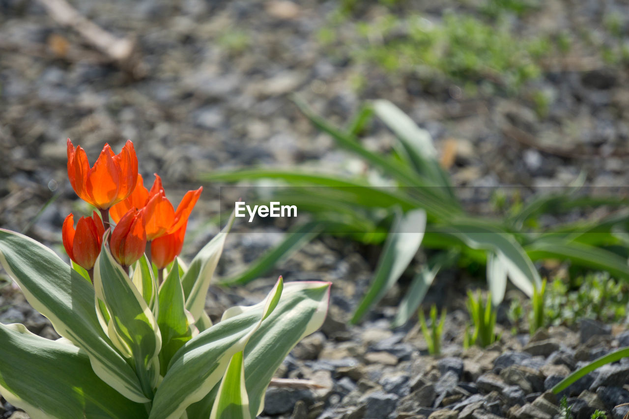 Close-up of orange flower blooming in field