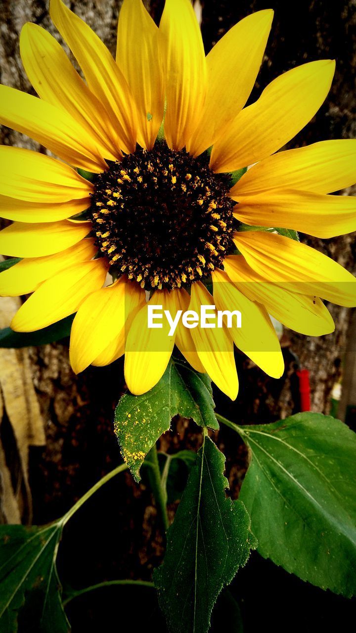 CLOSE-UP OF YELLOW SUNFLOWER BLOOMING