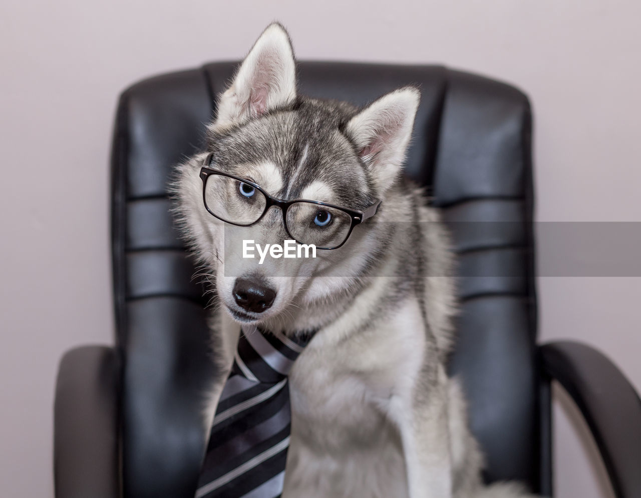 Portrait of dog wearing eyeglasses and necktie on chair