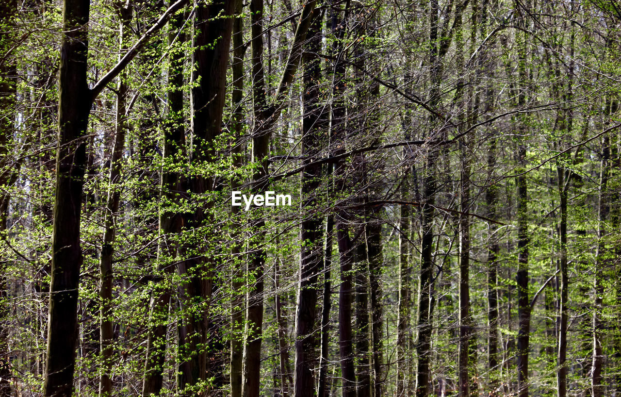 TREES GROWING IN FOREST