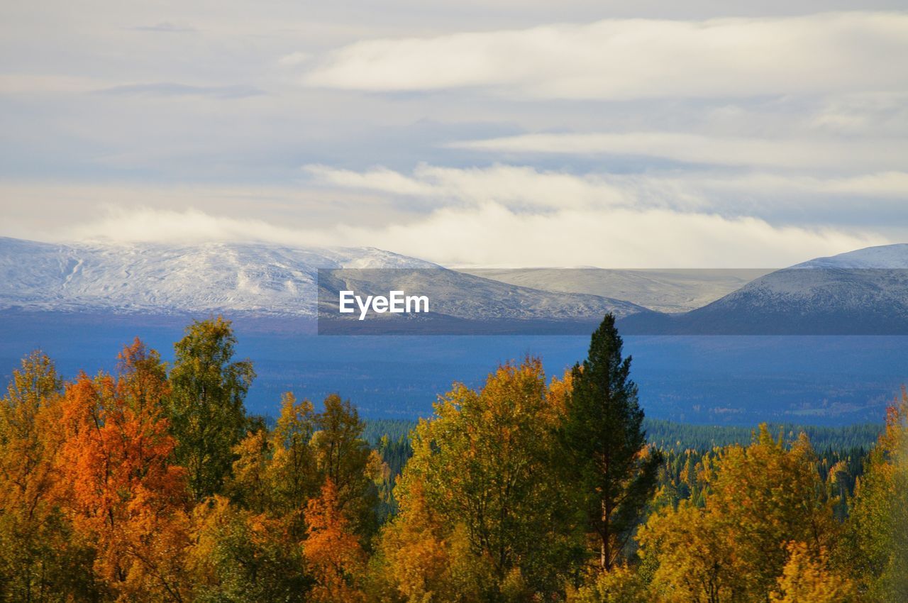 SCENIC VIEW OF FOREST AGAINST SKY