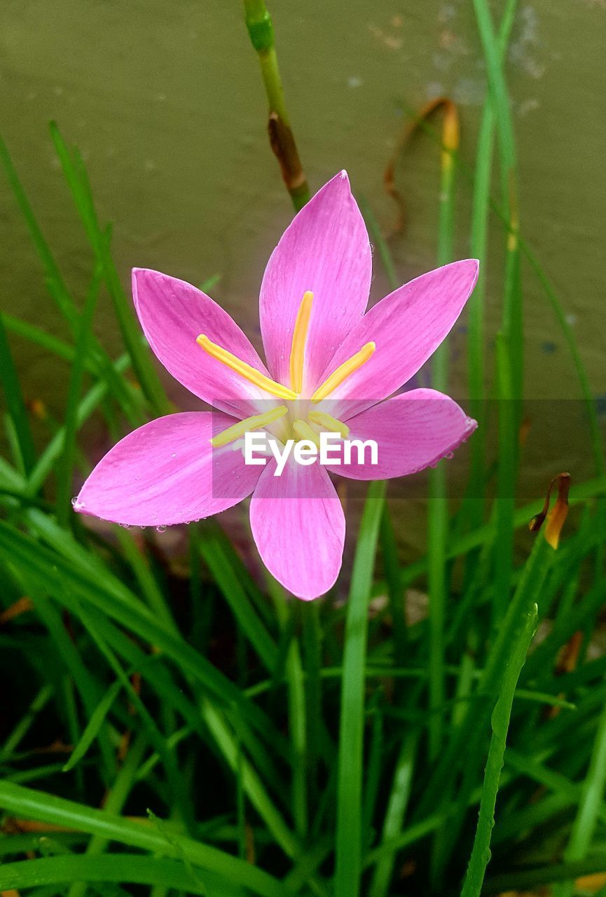 CLOSE-UP OF PINK IRIS BLOOMING OUTDOORS