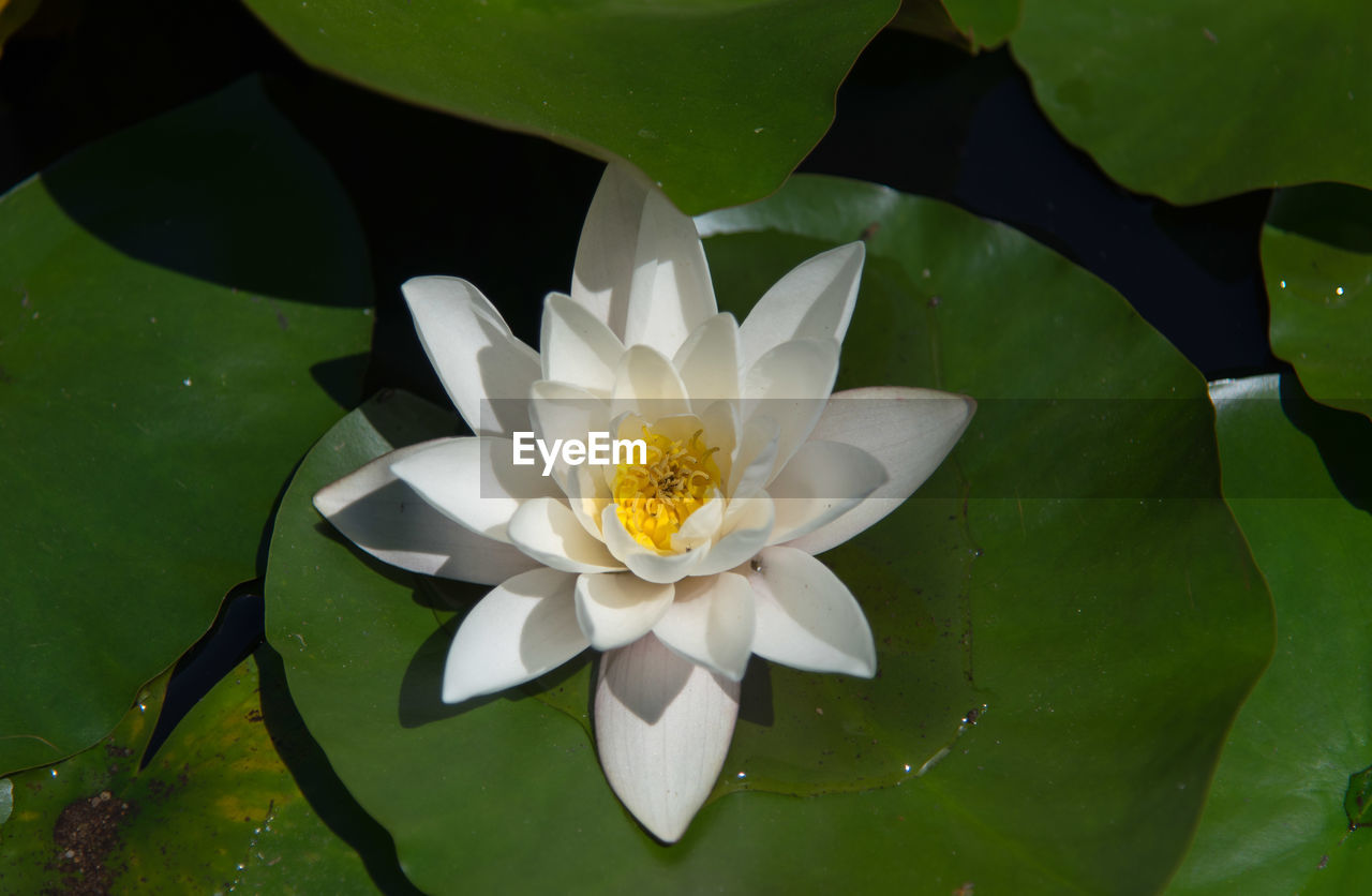 CLOSE-UP OF WATER LILY IN POND