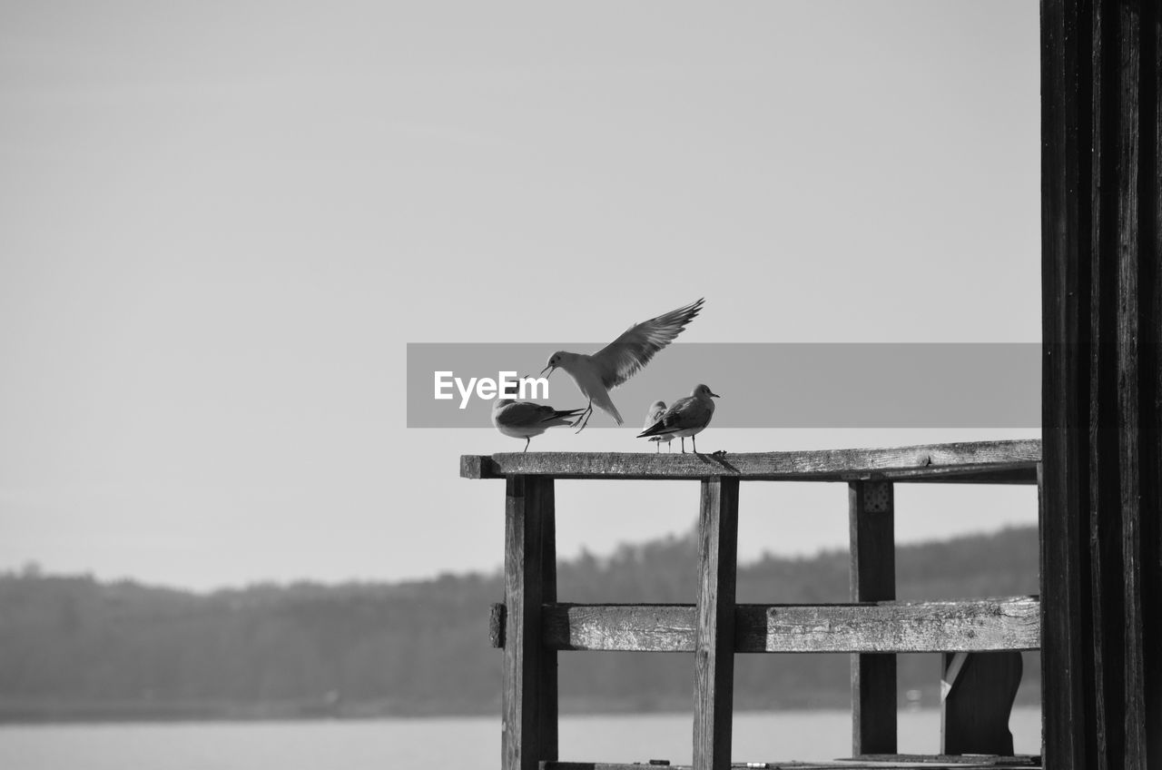 BIRD PERCHING ON WOODEN POST