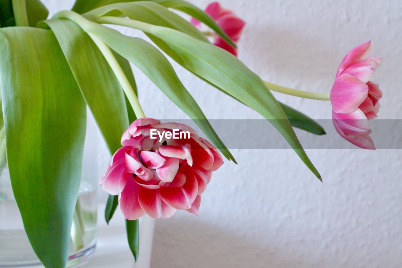 CLOSE-UP OF PINK ROSE BLOOMING IN PLANT