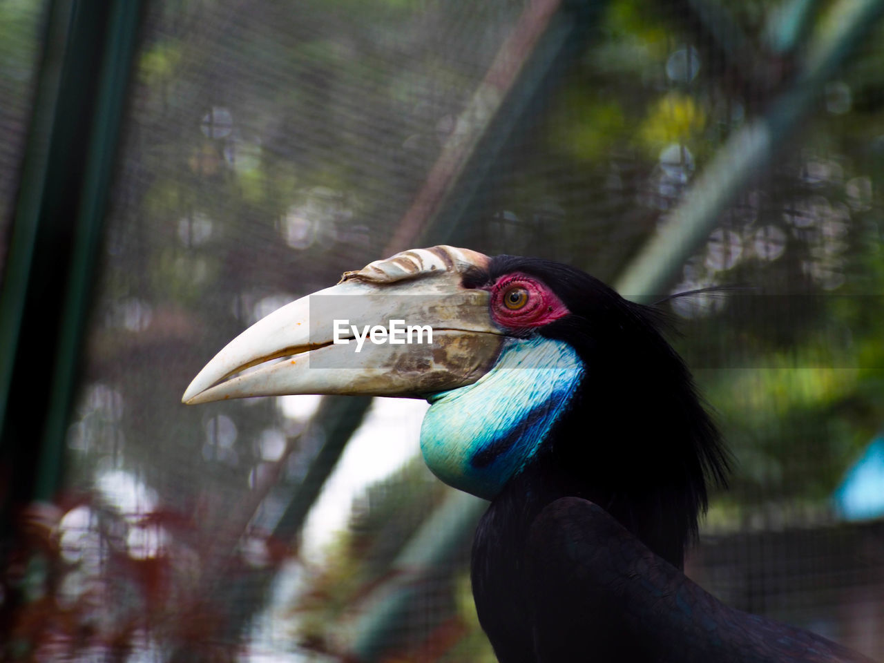 Picture of hornbill bird / buceros on a zoo. this bird has a big beak that shaped like a cow horn