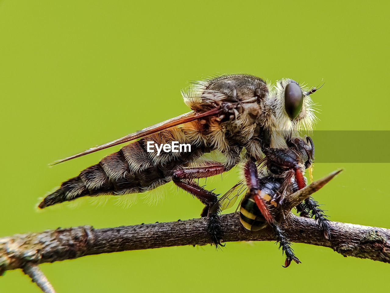 CLOSE-UP OF GRASSHOPPER