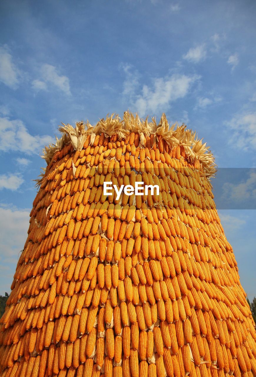 Low angle view of corns stack against sky