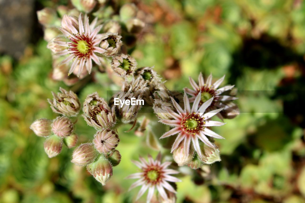 CLOSE-UP OF FLOWERING PLANTS