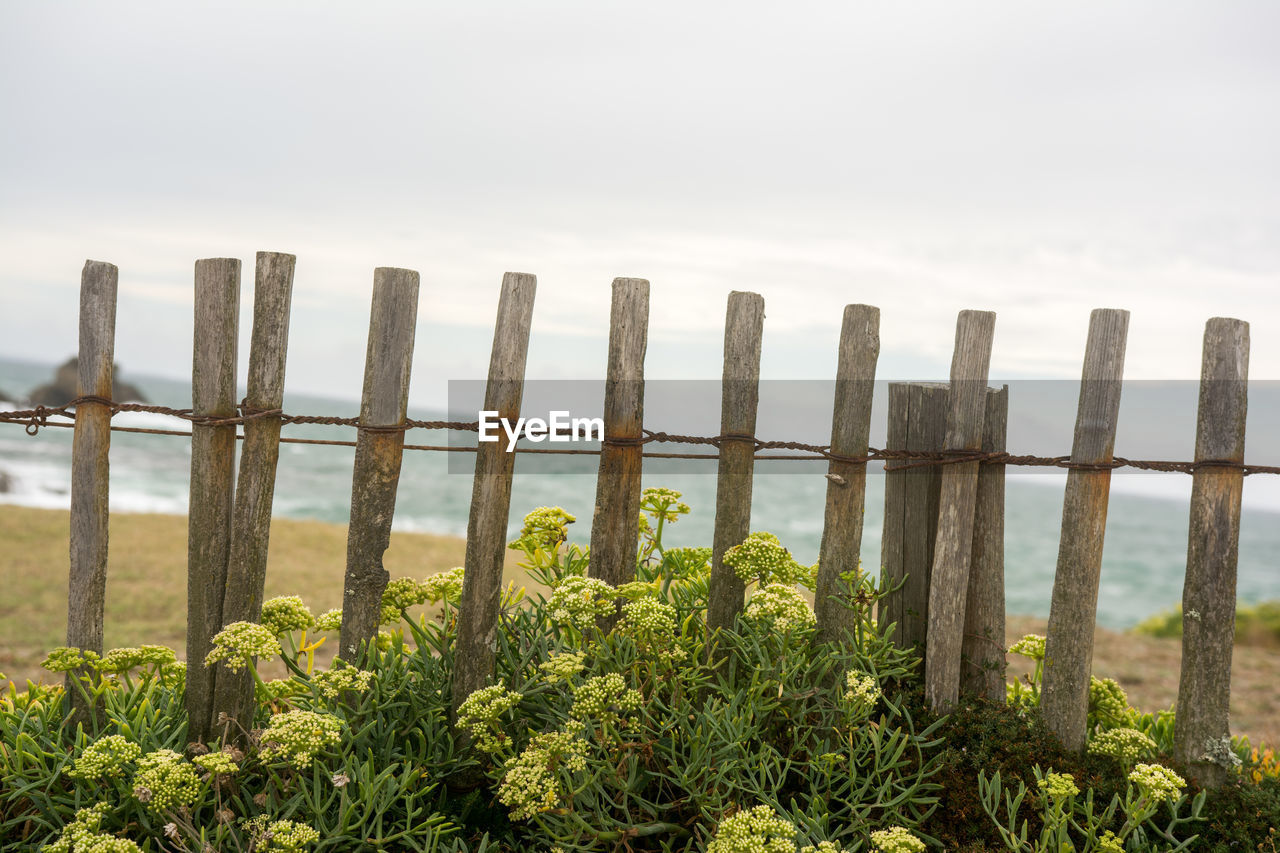 Wooden fence surrounded by plants against beach and sea