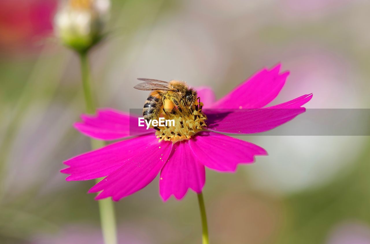 CLOSE-UP OF BEE ON PINK FLOWER